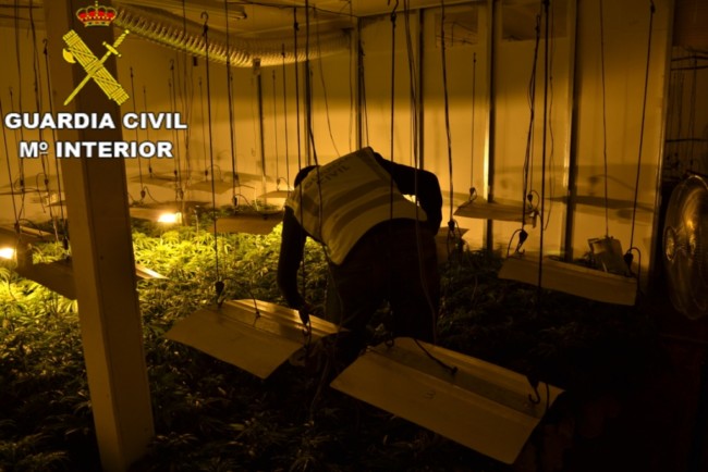 beniparrell marihuana