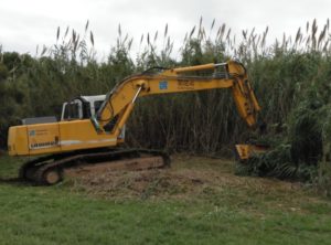 quart limpieza río cañas