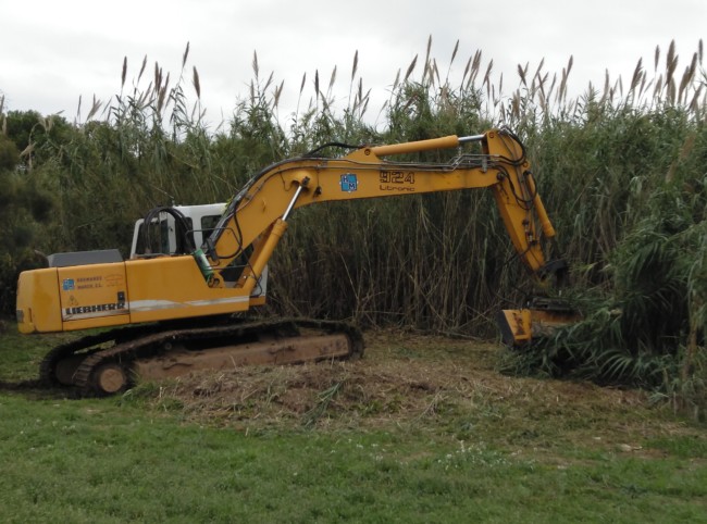 quart limpieza río cañas