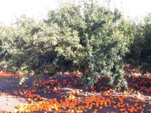 Naranjas en el suelo