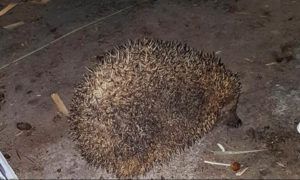 erizo Quart de Poblet