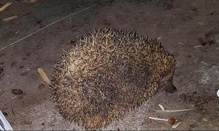 erizo Quart de Poblet