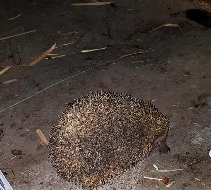 erizo en Quart de Poblet