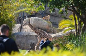 Bioparc Valencia