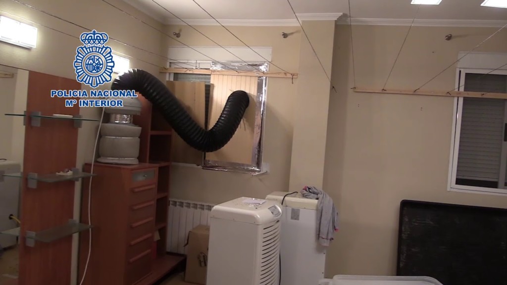 Desarticulada una banda dedicada al cultivo de marihuana que almacenaba la droga en 2 almacenes de Quart