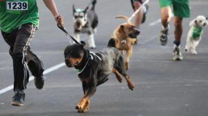 carrera con perros