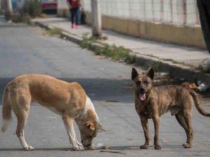 perros en la calle