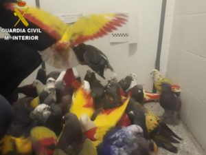 palomos deportivos Guardia Civil