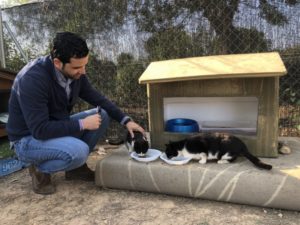 Sagredo gatitos