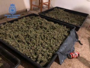 Torrent marihuana Policia Nacional