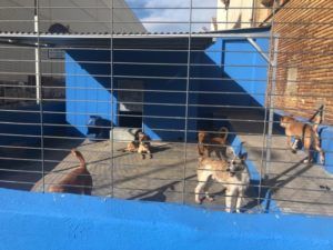 Paterna protectora actual