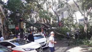 Valencia arbol caído en Conde Altea