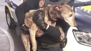 perro decomisado Policia Local Alaquàs