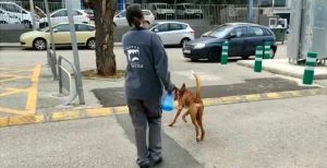 Paseo animales Refugio Municipal Paterna