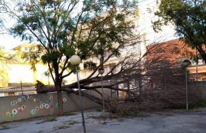 árbol caído Alfafar