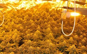 marihuana Policia Nacional Torrent