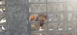 Perro atrapado Picassent