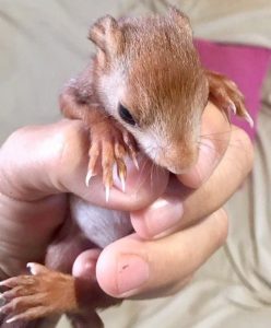 Turia primera ardilla cauce rio