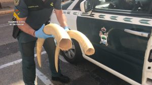 colmillo elefante Valencia