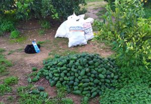 robo aguacates Picassent