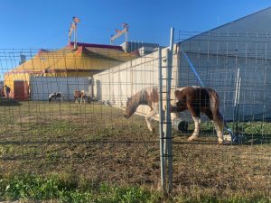 circo Alfafar