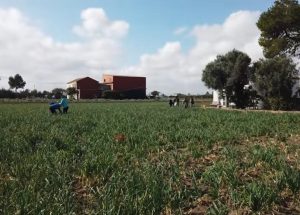 Meliana campo cebollas