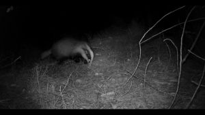 tejón deambulando por el paraje natural les Moles