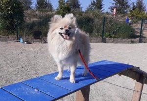 area socialización canina de Massalfassar