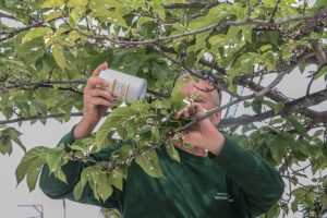 lucha plagas Torrent