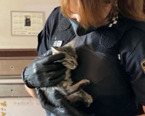 Policia Local Alaquas rescate gatos