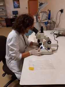 Revisión de piezas al microscopio a las instalaciones del Servicio de Investigación Arqueológica Municipal (SIAM)