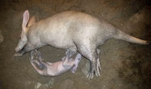 Karo - cría de oricteropo - BIOPARC Valencia - agosto 2021