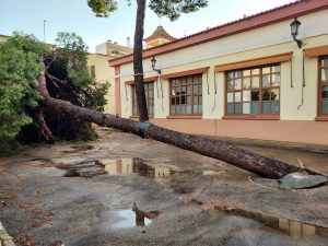 pino caído Albal tormenta