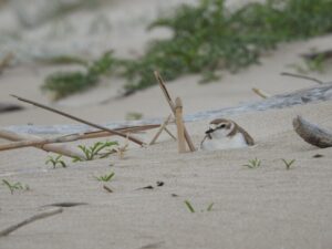 chorlitejo patinegro