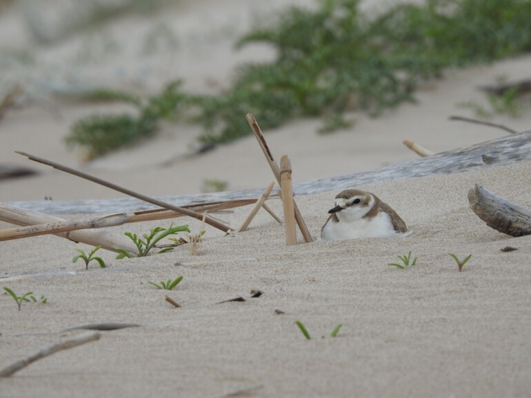 chorlitejo patinegro