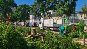 Albal retirada arboles