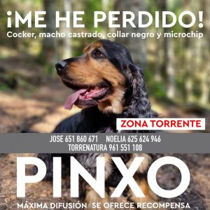 perro desaparecido Torrent
