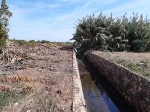 limpieza cañas pobla farnals