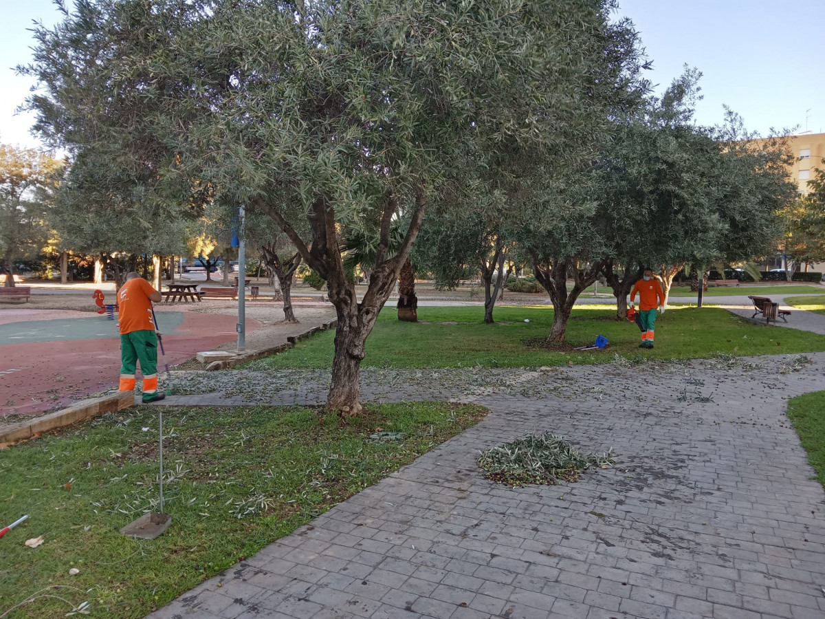 Recogida olivas parque público Paterna