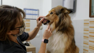 Campaña censo canino mediante ADN de Paterna