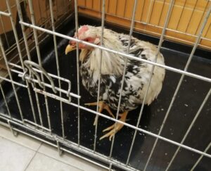 gallos pelea Alaquas