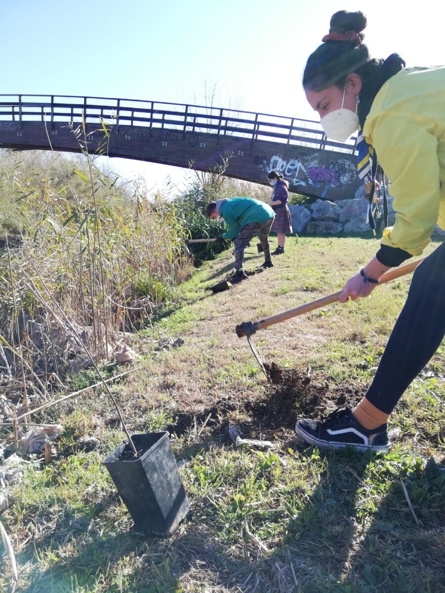 Quart de Poblet evita la extinción de las frángulas plantando nuevos ejemplares 'in vitro'