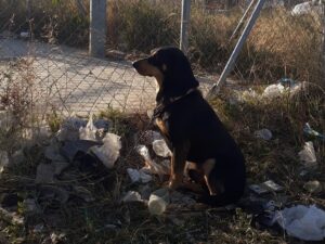 perrete abandonado catarroja