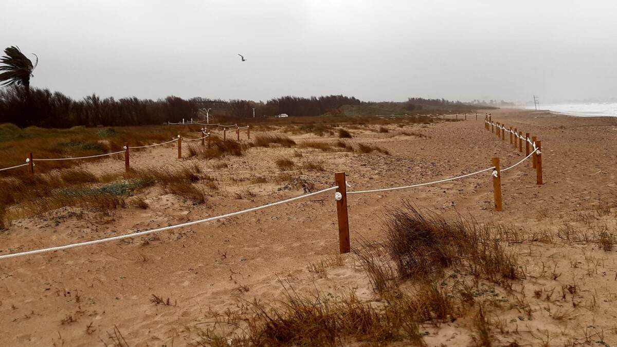 València aumenta la protección de las zonas de reproducción de aves protegidas y del cordón dunar del Parque de l’Albufera