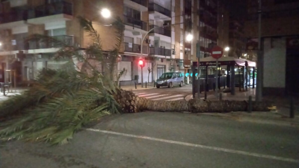 palmera caída en Catarroja