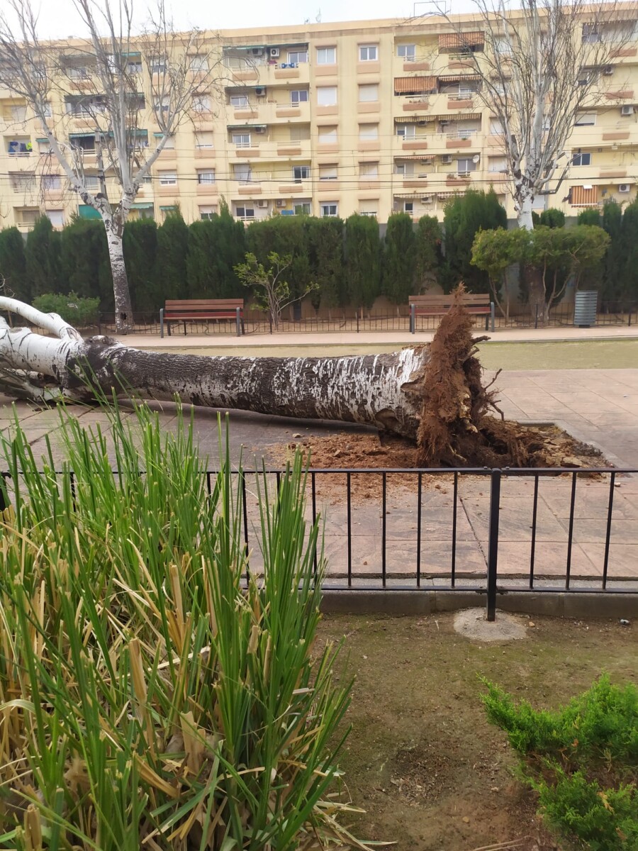 palmera caída en Sedaví