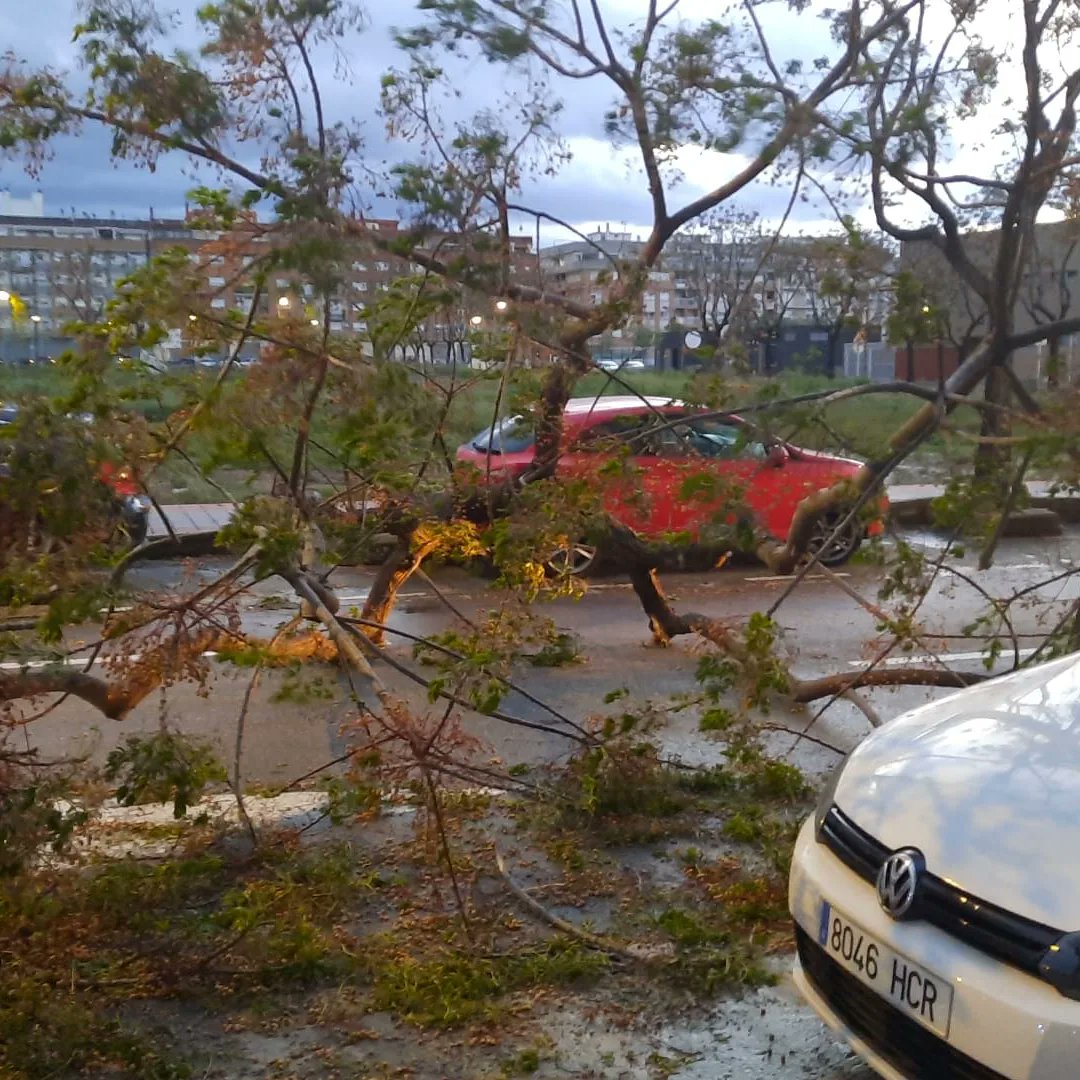 Albal arbol caído lluvia