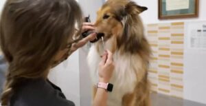 Recogida muestra censo ADN canino Paterna