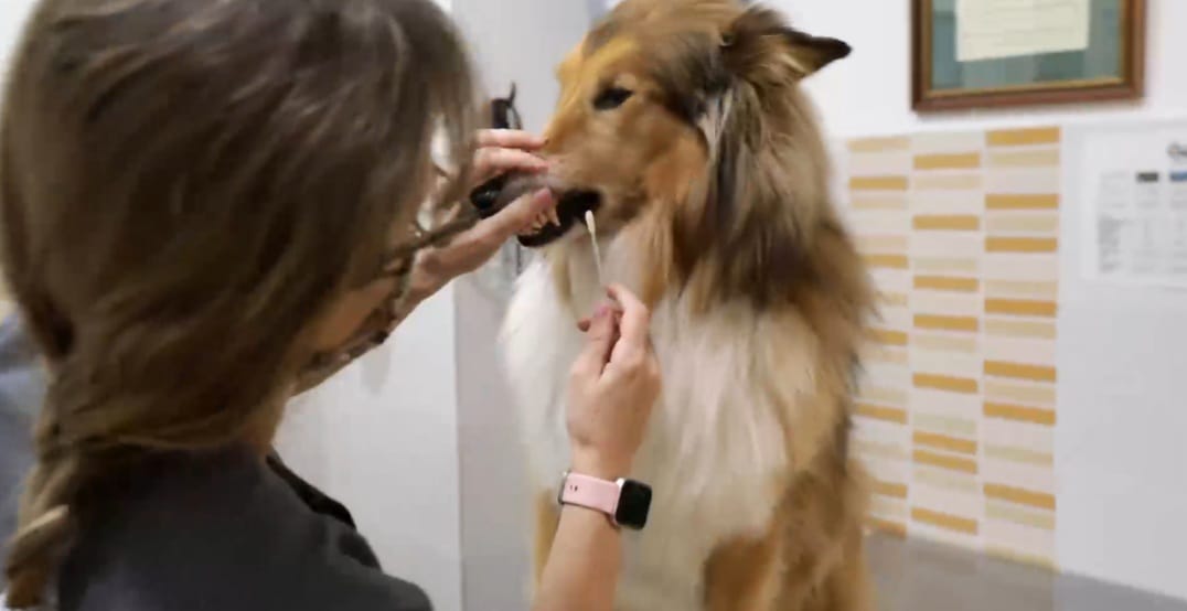 Recogida muestra censo ADN canino Paterna