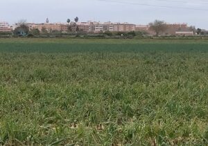 campo de cebollas en l'Horta Nord